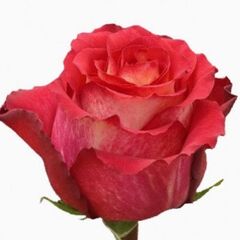 Троянда Еквадор 60 см Iguazu, Модель: 0 | Доставка квітів Шарм24