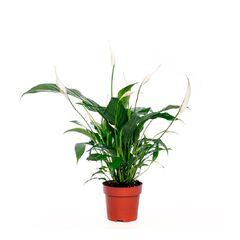 Спатифиллум Spath Sweet Ricardo 5+ (air So Pure) d13 L60, Модель: 0 | Доставка цветов Шарм24
