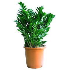 Замиокулькас 10+ d21 L85 гигант*, Модель: 0 | Доставка цветов Шарм24