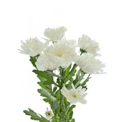 Хризантема Tr Baltica White L70***, Модель: 0 | Доставка цветов Шарм24