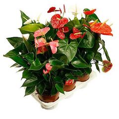 Антуриум Mix In Couture 4+ d12 L45, Модель: 0 | Доставка цветов Шарм24