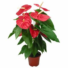 Антуриум An Red Madural 6+ d17 L55, Модель: 0 | Доставка цветов Шарм24