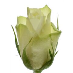 Роза Gr Athena L50, Модель: 0 | Доставка цветов Шарм24