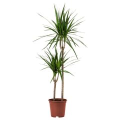 Драцена Marginata 30cm d17 L60, Модель: 0 | Доставка квітів Шарм24