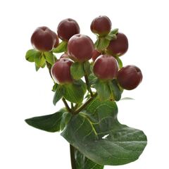 Гіперикум Coco Mix ***, Модель: 0 | Доставка квітів Шарм24