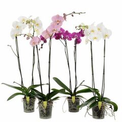 Орхидея phalaenopsis 2st 10+ d12 L45, Модель: 0 | Доставка цветов Шарм24