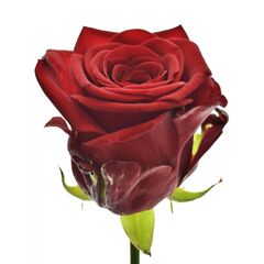 Роза Ред Наоми L5, Модель: 0 | Доставка цветов Шарм24