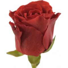 Роза Эль Торо L5, Модель: 0 | Доставка квітів Шарм24
