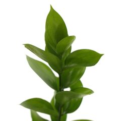Рускус Hypophyllum 50cm, Модель: 0 | Доставка квітів Шарм24