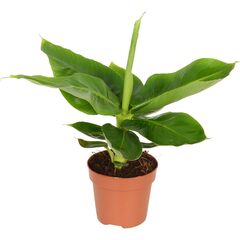 Мусса Tropicana d12 L50, Модель: 0 | Доставка цветов Шарм24