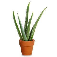 Алое Aloe Vera d10,5 h17, Модель: 0 | Доставка цветов Шарм24