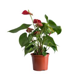 Антуриум Cirano 5+ d12 L40, Модель: 0 | Доставка квітів Шарм24