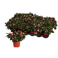 Азалия Azalea Inga Bicolor d14 L30, Модель: 0 | Доставка цветов Шарм24