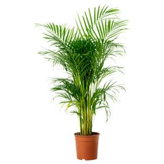 Дипсис Dypsis lutescens d24 L135, Модель: 0 | Доставка цветов Шарм24