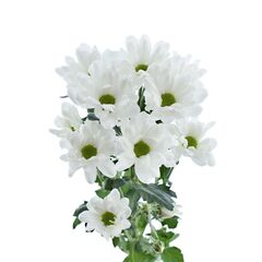 Хризантема Tr Ilonka White L70, Модель: 0 | Доставка квітів Шарм24