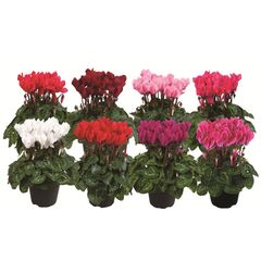Цикламен Cyclamen Allure Mix d12 L20, Модель: 0 | Доставка цветов Шарм24