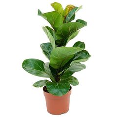 Фікус Ficus Lyrata d17 L60, Модель: 0 | Доставка квітів Шарм24