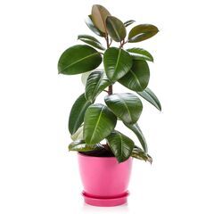 Фикус El Robusta d12 L40, Модель: 0 | Доставка квітів Шарм24