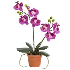 Орхидея phalaenopsis 1st MIX 6+ d12 L55, Модель: 0 | Доставка квітів Шарм24