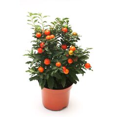 Паслен Pseudocapsicum d13 L27, Модель: 0 | Доставка цветов Шарм24
