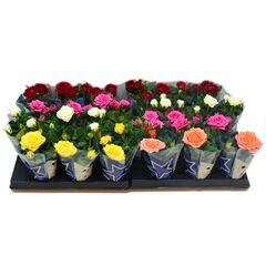 Роза Rosa Kordana Mix d12 L29, Модель: 0 | Доставка квітів Шарм24