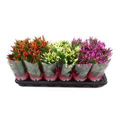 Шлюмбергера микс Schlumbergia 30+ d10,5 L20, Модель: 0 | Доставка квітів Шарм24