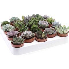 Суккулент Succulent Mix d 12 L15, Модель: 0 | Доставка цветов Шарм24