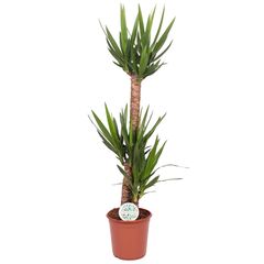 Юкка Yucca 45-20 2+ d17 L80, Модель: 0 | Доставка цветов Шарм24