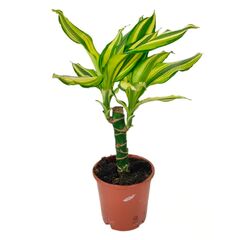 Драцена Drac Yellow Coast 30-15cm Stem d17 L70, Модель: 0 | Доставка квітів Шарм24