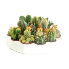 Cactus  Грузоні mix d12 h15, Модель: 0 | Доставка квітів Шарм24