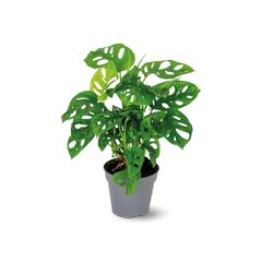 Монстера Obliqua Monkey Leaf d12 L25, Модель: 0 | Доставка квітів Шарм24