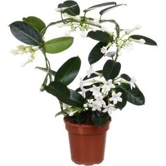 Стефанотис Fleur Parfum d12 L45 (4-5), Модель: 0 | Доставка квітів Шарм24