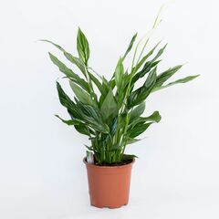 Спатифиллум Spath Unico Cupido 5+ Concorde Sleeve d13 L50, Модель: 0 | Доставка квітів Шарм24