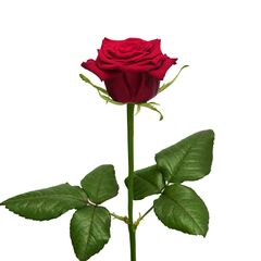 Роза Престиж L5, Модель: 0 | Доставка квітів Шарм24