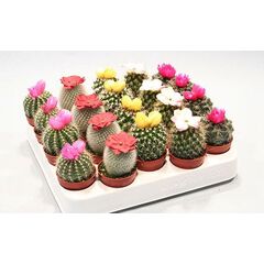 Кактус Cactus Boll Mix d5,5 h8, Модель: 0 | Доставка квітів Шарм24
