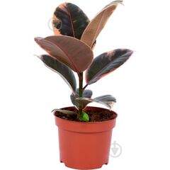 Фикус Ficus Ben Audrey d12 L25, Модель: 0 | Доставка цветов Шарм24