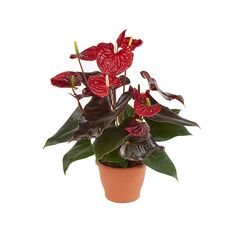 Алокация Полли Alocasia Polly d12 h30, Модель: 0 | Доставка цветов Шарм24