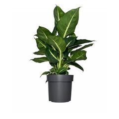 Диффенбахия Green Magic d12 L40, Модель: 0 | Доставка квітів Шарм24