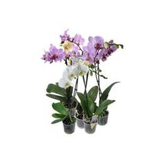 Фаленопсис 3ст. мікс (65-70), Модель: 0 | Доставка квітів Шарм24