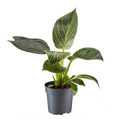 Филодендрон Биркин Birkin d13 h30, Модель: 0 | Доставка квітів Шарм24