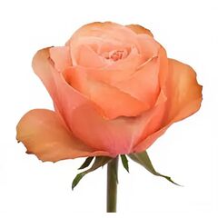 Роза Эквадор 70 см Кахала-бб, Модель: 0 | Доставка квітів Шарм24