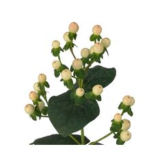 Гиперикум Coco Uno White, Модель: 0 | Доставка цветов Шарм24