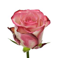 Роза Джумилия L6, Модель: 0 | Доставка цветов Шарм24