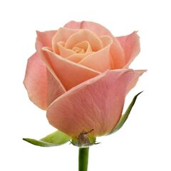 Троянда Міс Піггі L4, Модель: 0 | Доставка квітів Шарм24