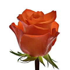Троянда Вау L8, Модель: 0 | Доставка квітів Шарм24