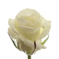 Роза Белуга L4, Модель: 0 | Доставка цветов Шарм24