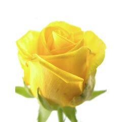Роза Пенни Лейн L4, Модель: 0 | Доставка цветов Шарм24