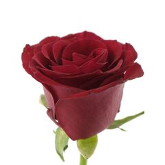 Троянда Престиж L4, Модель: 0 | Доставка квітів Шарм24