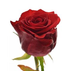 Троянда РЕД ІГЛ 60 см, Модель: 0 | Доставка квітів Шарм24