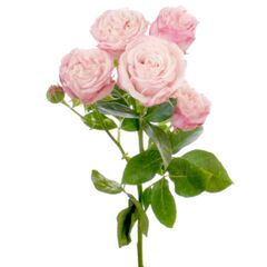 Троянда Спрей Бомбастік L4, Модель: 0 | Доставка квітів Шарм24